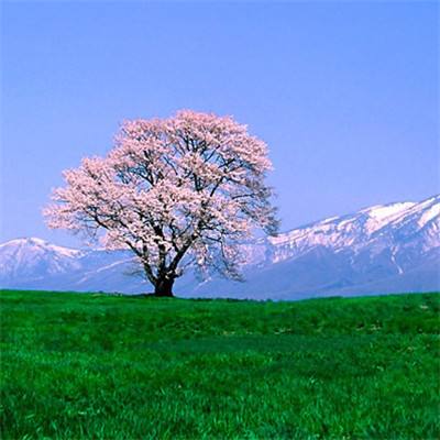 ac米兰中国官网截图