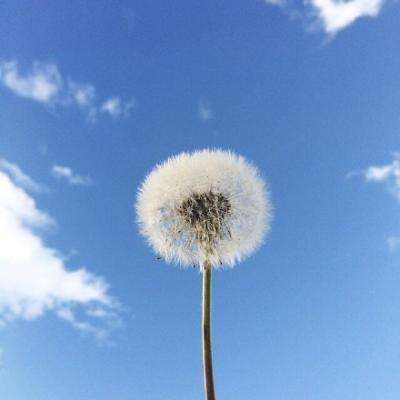 酒价内参3月25日价格发布 青花汾20环比保持不变